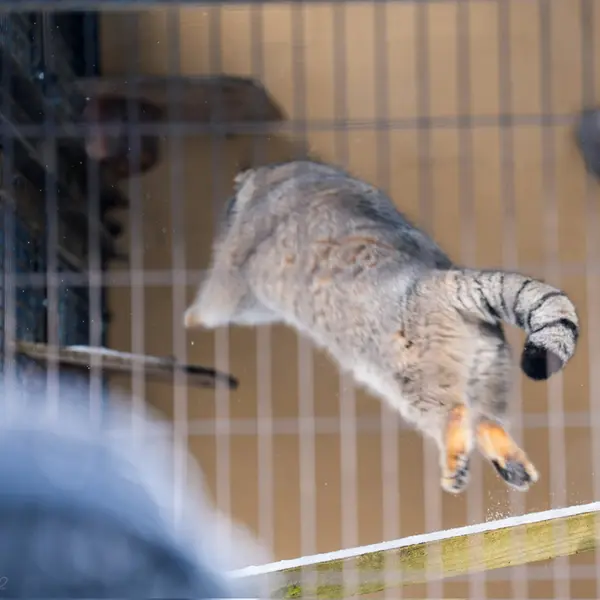 Фотография Груши в Зоопарке Асахияма