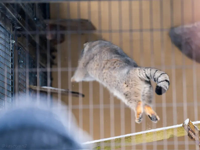 Фотография Груши в Зоопарке Асахияма