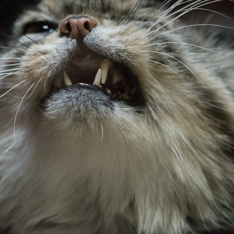 Фотография Примулы в Зоопарке Уено