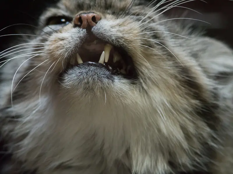 Фотография Примулы в Зоопарке Уено