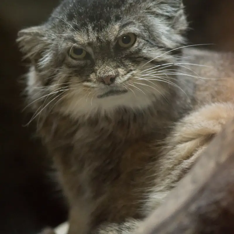 Фотография Примулы в Зоопарке Уено