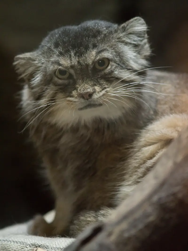 Фотография Примулы в Зоопарке Уено