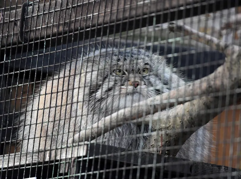 Фотография Алтая в Ленинградском Зоопарке
