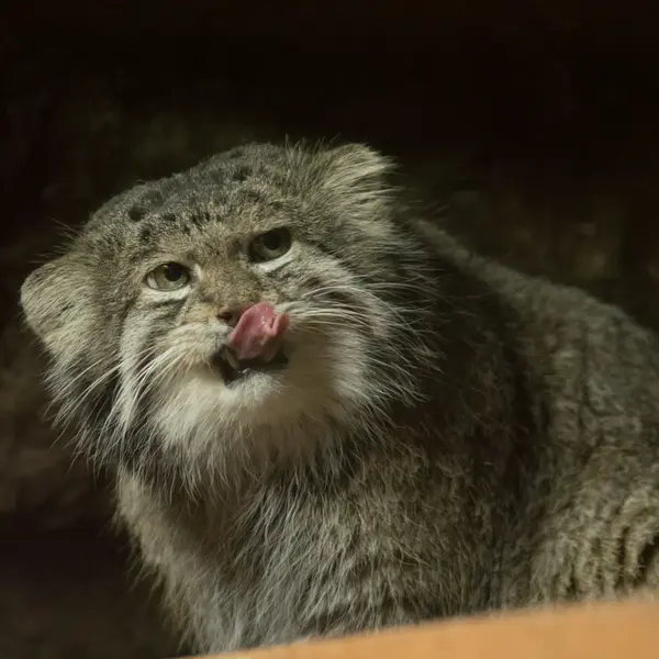 Фотография Клёна в Зоопарке Уено