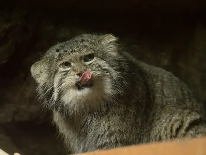 Фотография Клёна в Зоопарке Уено