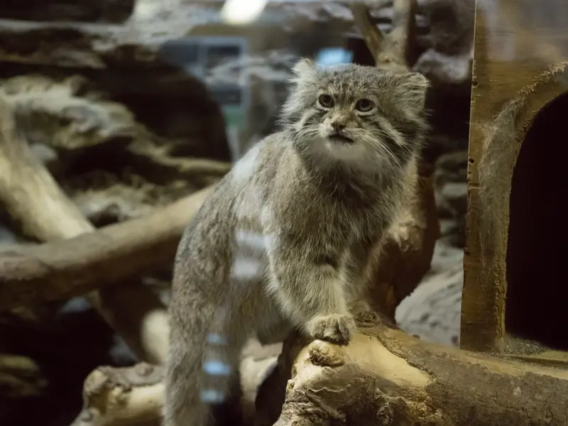 Фотография Клёна в Зоопарке Уено