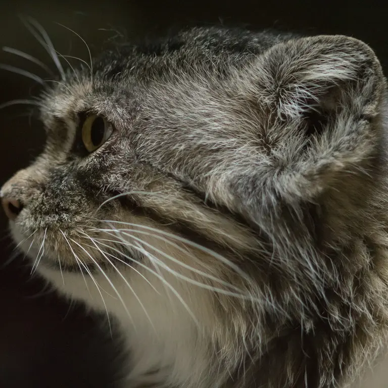 Фотография Примулы в Зоопарке Уено