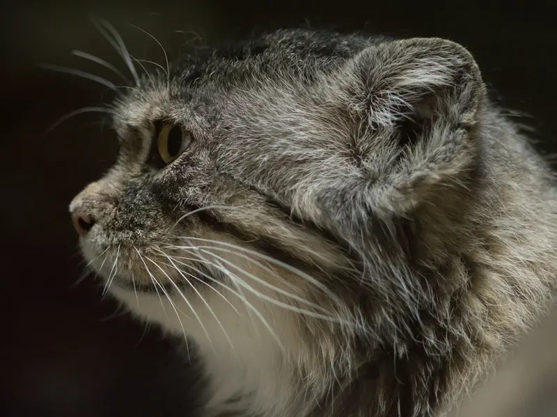 Фотография Примулы в Зоопарке Уено