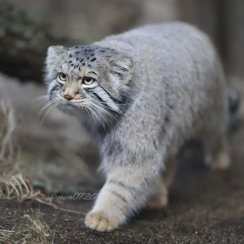 Фотография Нагому в Царстве Животных Насу
