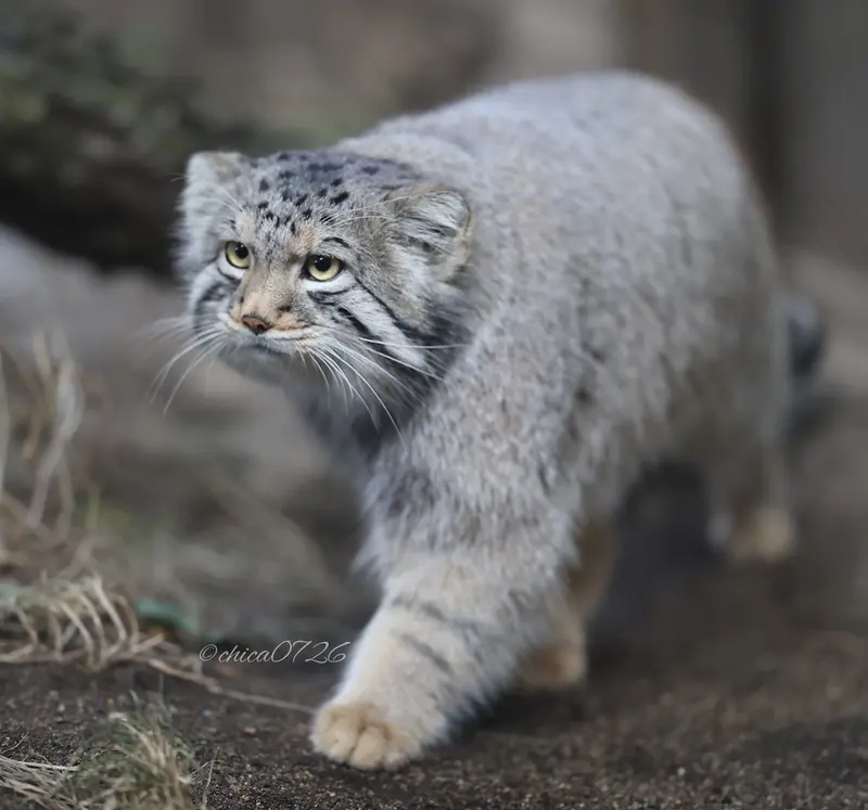 Фотография Нагому в Царстве Животных Насу