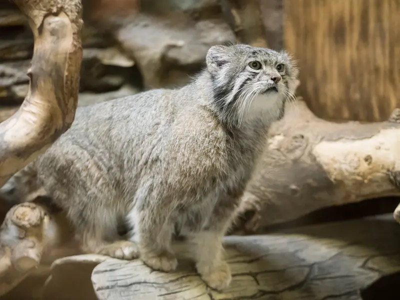 Фотография Клёна в Зоопарке Уено