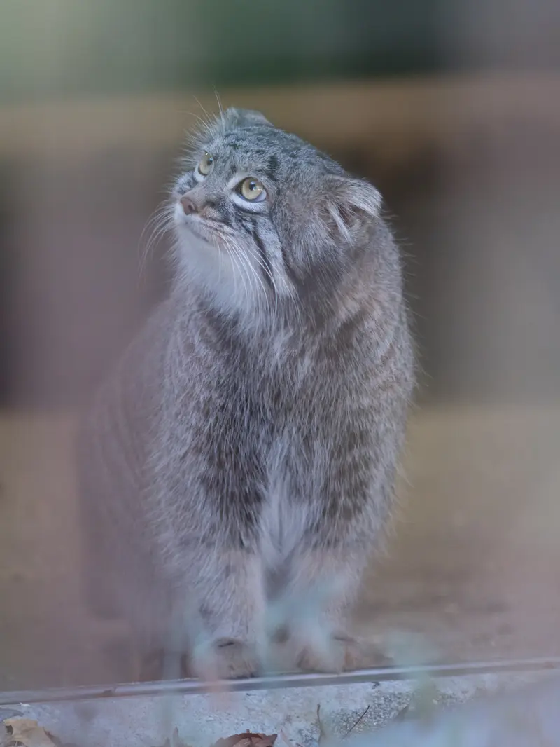 Фотография Фиги в Зоопарке Ногеяме