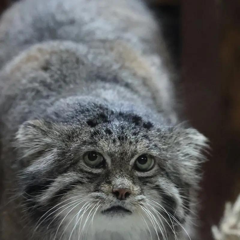 Фотография Клёна в Зоопарке Уено