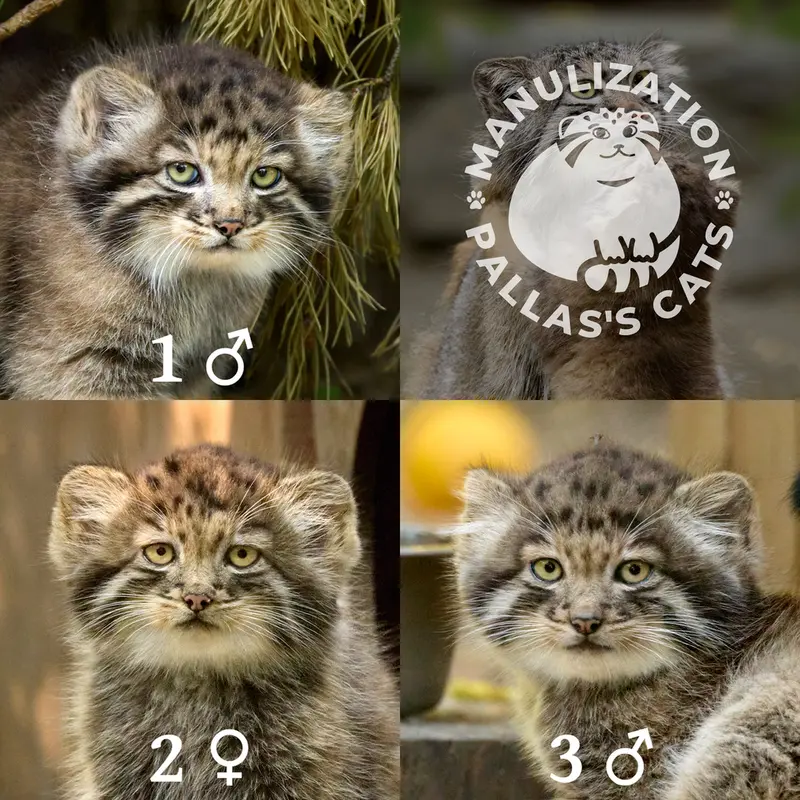 Фотография Сына Снежаны 2026 г.р. Ⅰ, Дочь Снежаны 2026 г.р. Ⅱ, и Сына Снежаны 2026 г.р. Ⅲ в Новосибирском Зоопарке