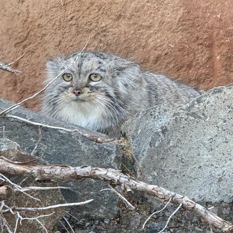 Фотография Принцессы в Пражском Зоопарке