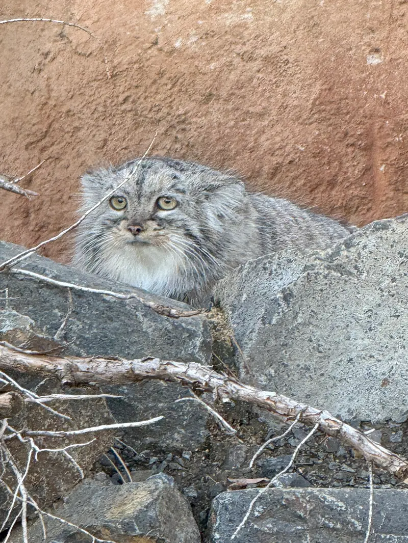 Фотография Принцессы в Пражском Зоопарке