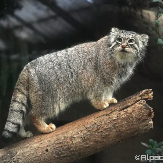 Фотография Аз в Царстве Животных Кобе