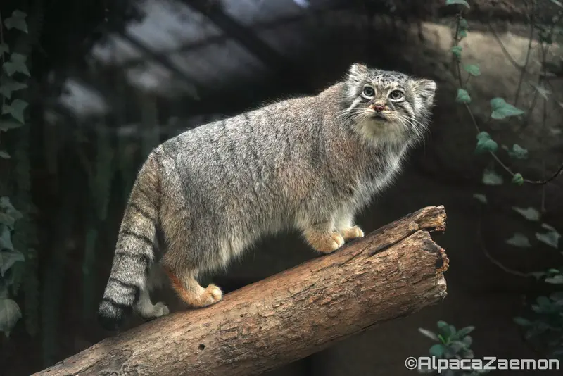 Фотография Аз в Царстве Животных Кобе