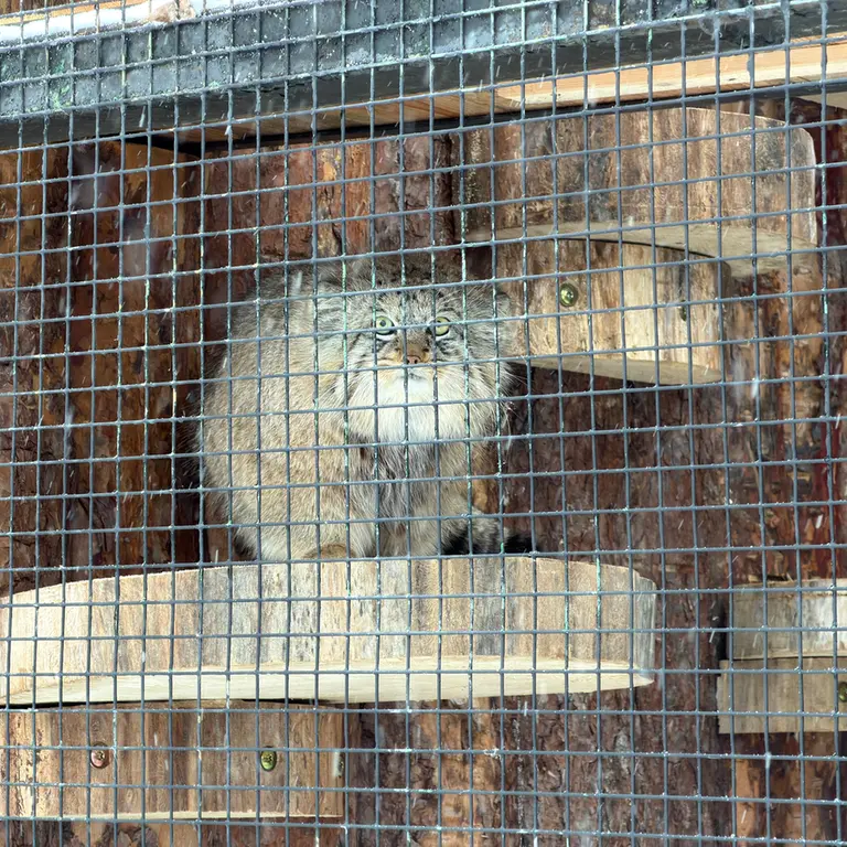 Фотография Шу в Ленинградском Зоопарке