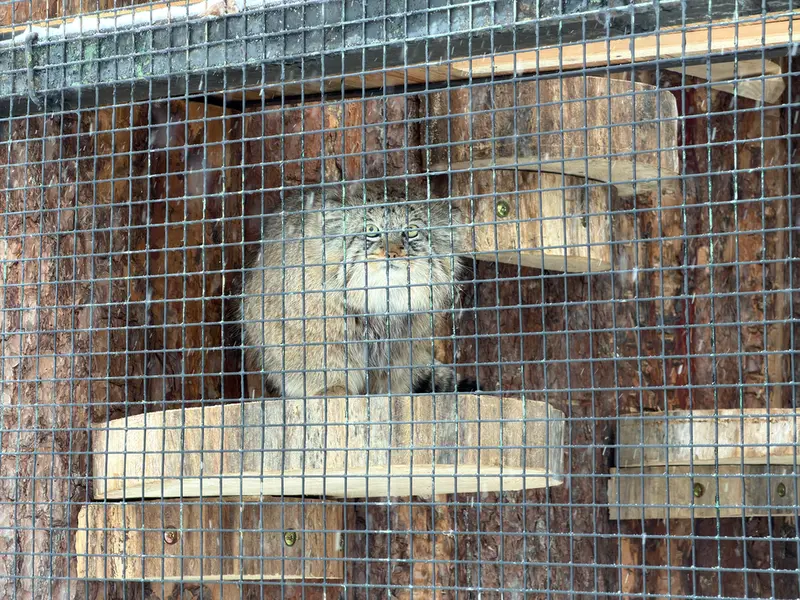 Фотография Шу в Ленинградском Зоопарке