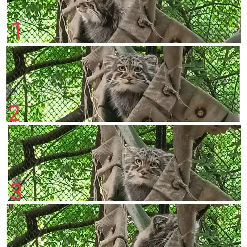 Фотография с манулом в Новосибирском Зоопарке