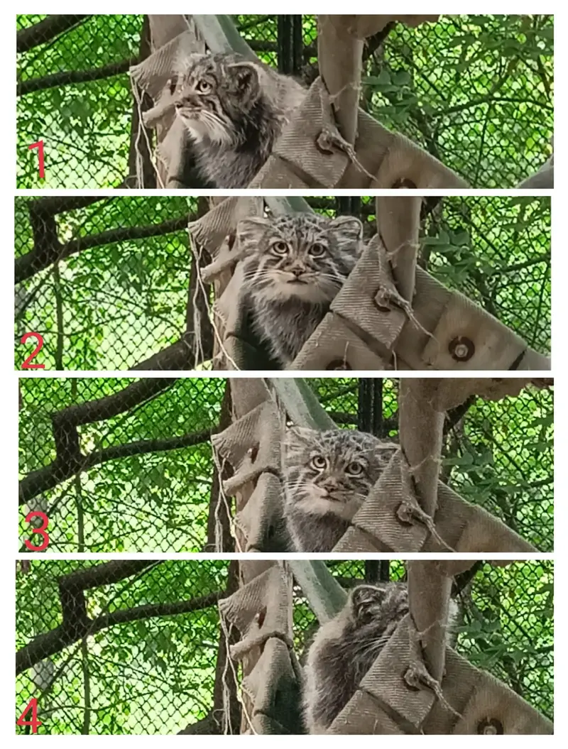 Фотография с манулом в Новосибирском Зоопарке