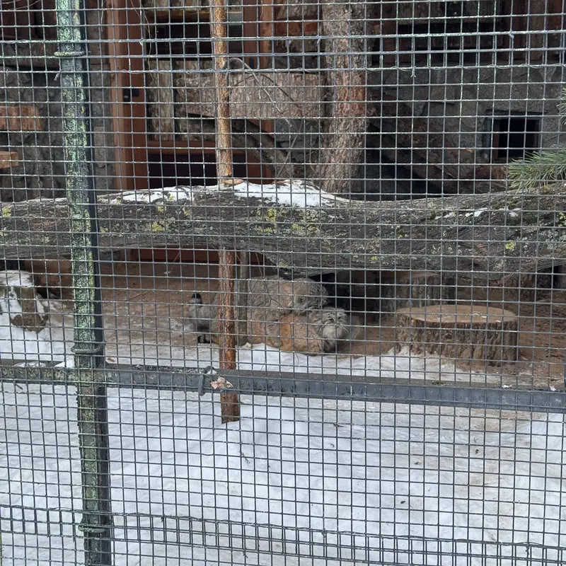 Фотография Намики и Свэна в Ленинградском Зоопарке