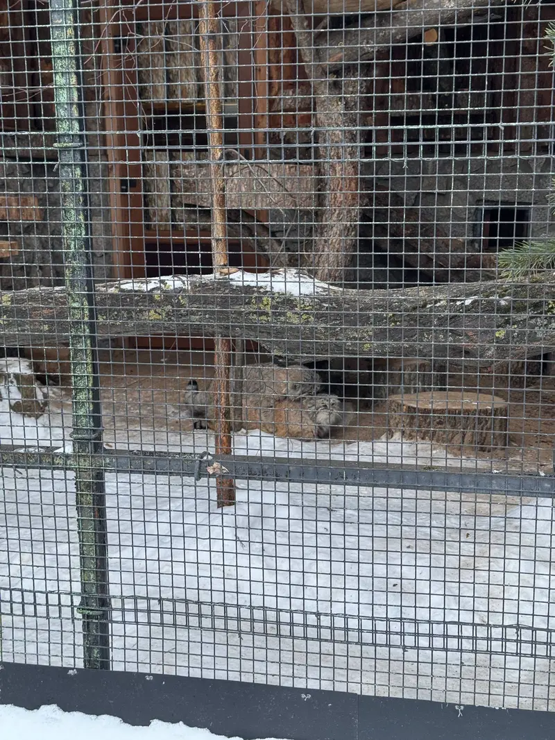 Фотография Намики и Свэна в Ленинградском Зоопарке