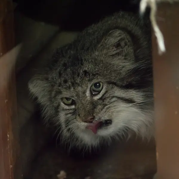 Фотография Клёна в Зоопарке Уено