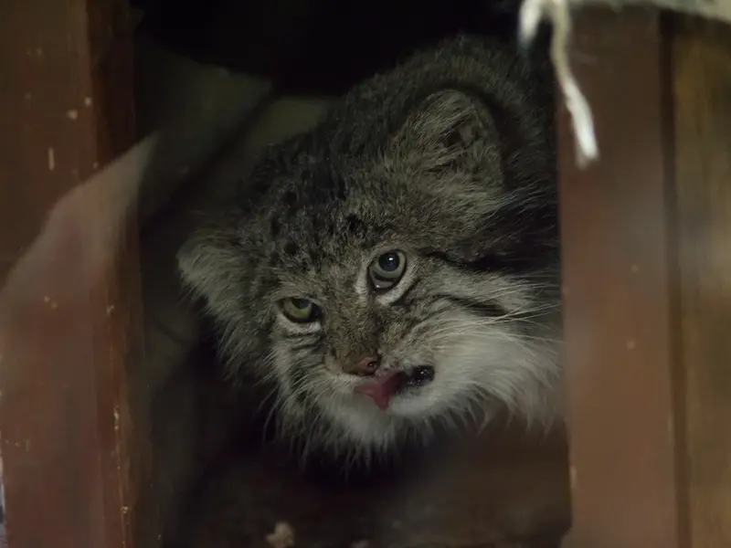 Фотография Клёна в Зоопарке Уено