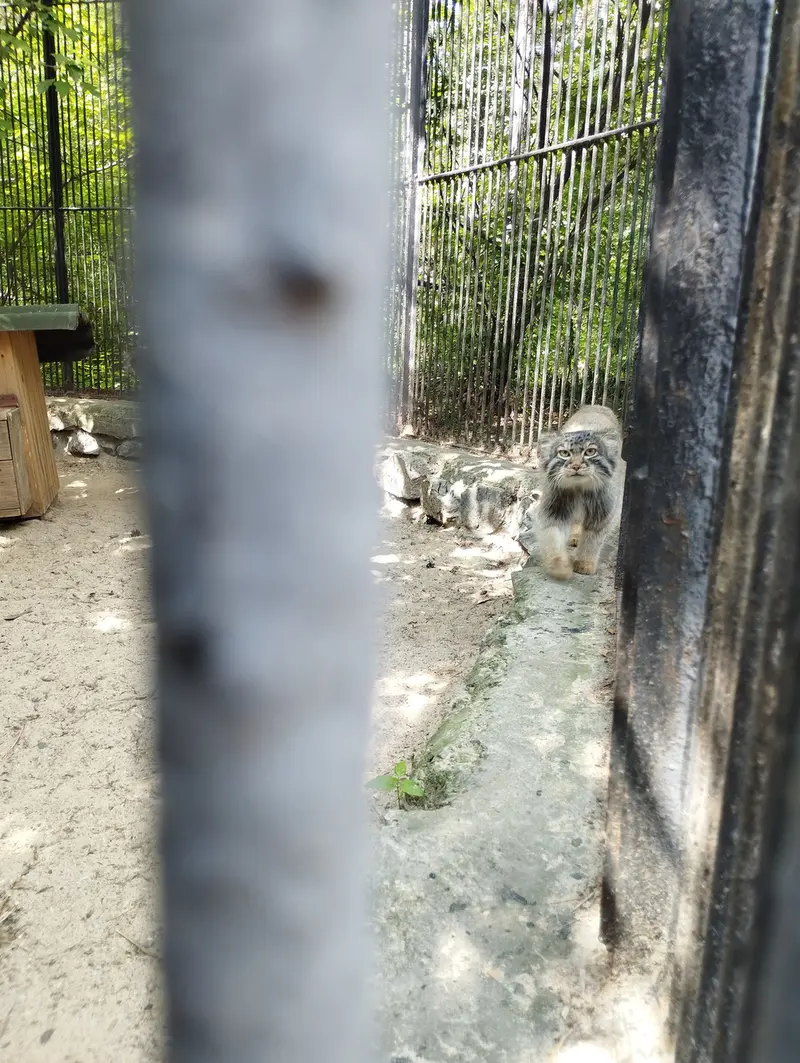 Фотография с манулом в Новосибирском Зоопарке