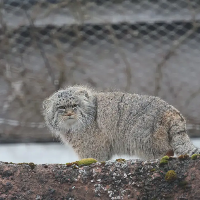 Фотография Аркаса в Зоопарке Коркеасаари