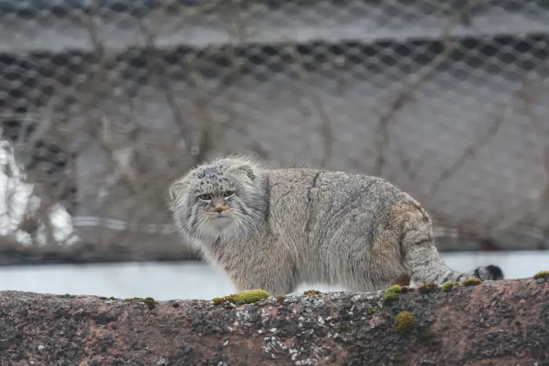 Фотография Аркаса в Зоопарке Коркеасаари