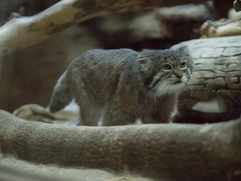 Фотография Клёна в Зоопарке Уено