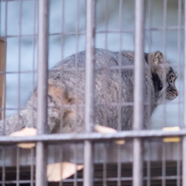 Фотография Фиги в Зоопарке Ногеяме