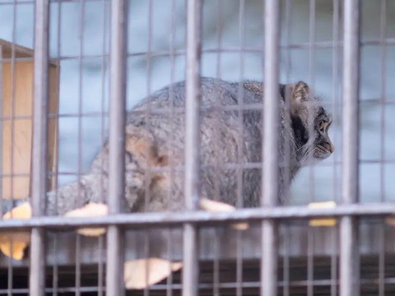 Фотография Фиги в Зоопарке Ногеяме