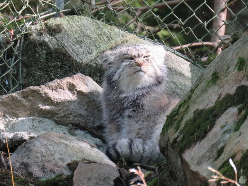 Фотография Пабу в Норденс Арк