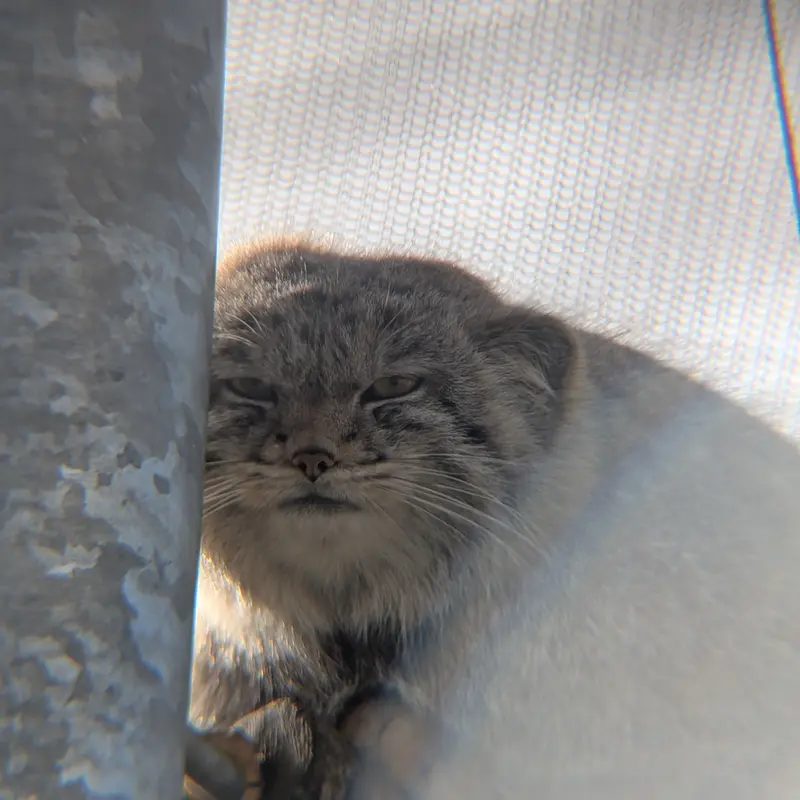 Фотография Бат-Эрдэнэ в Лэйклэнде Вайлдлайф Оазисе