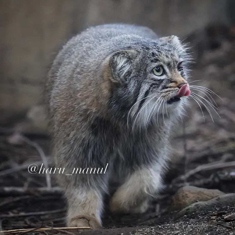 Фотография Абрикос в Царстве Животных Насу