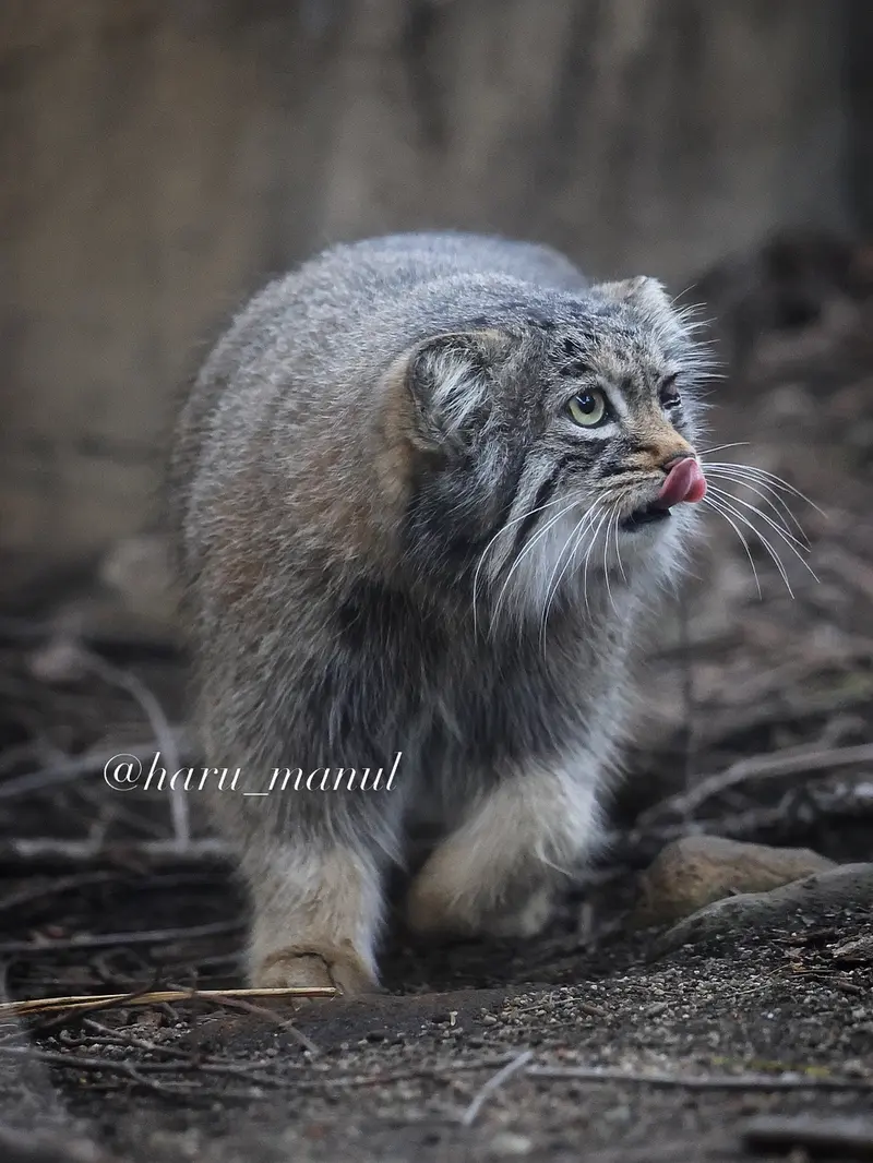 Фотография Абрикос в Царстве Животных Насу