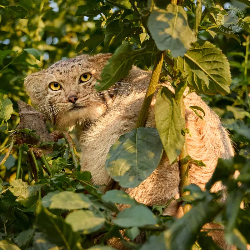 Фотография Мано́ в Ереванском Зоопарке