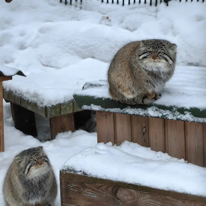 Фотография Евчика 2024 Г.р. Ⅱ в Новосибирском Зоопарке