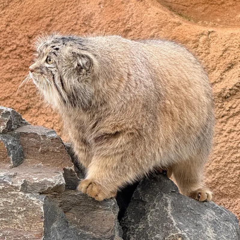 Фотография Спая в Пражском Зоопарке
