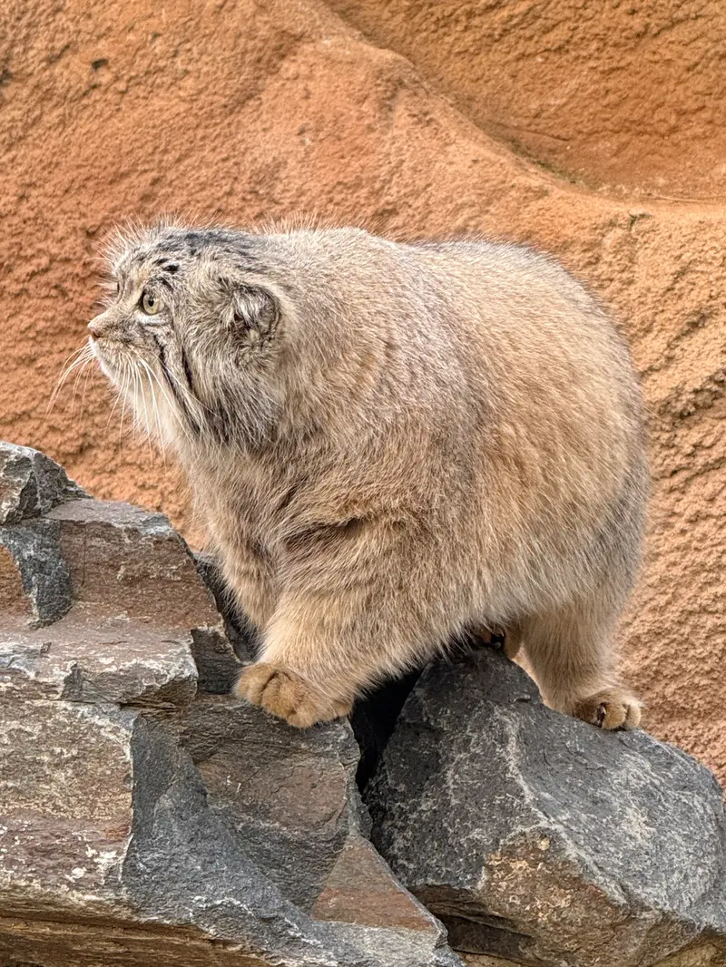 Фотография Спая в Пражском Зоопарке