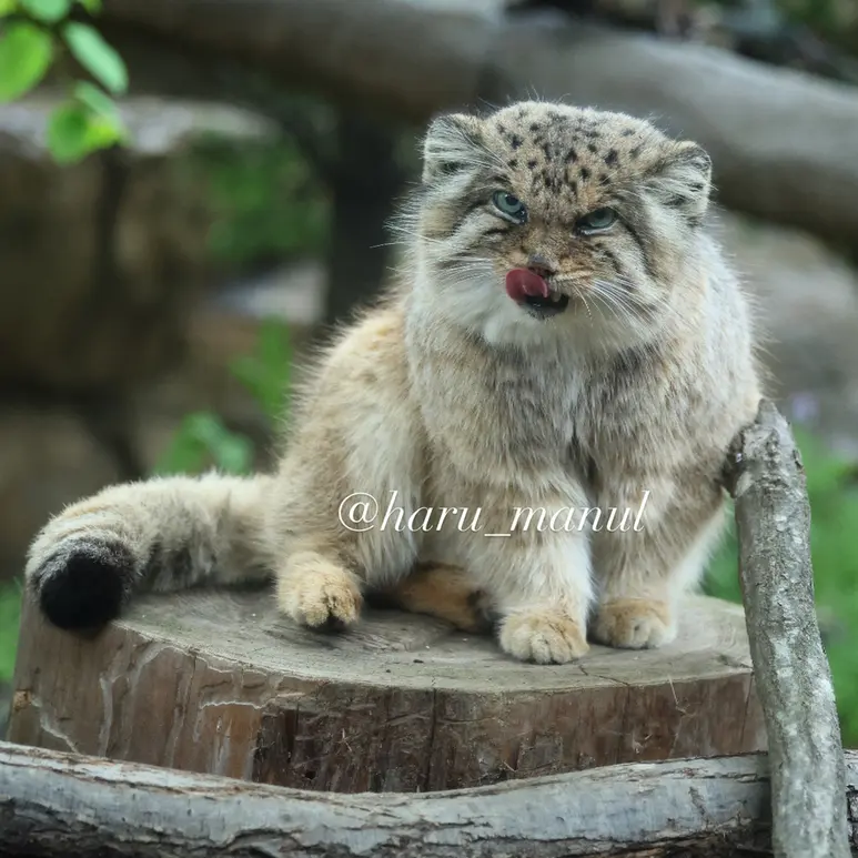 Фотография Бора в Царстве Животных Насу