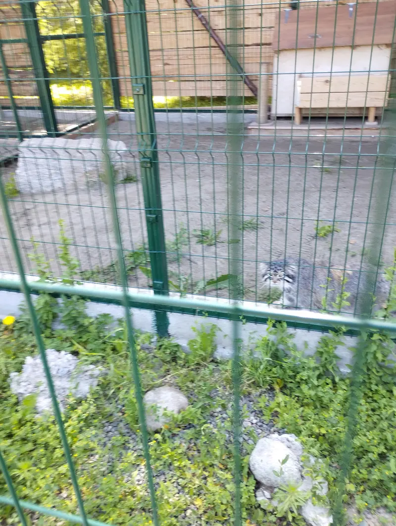 Фотография Чипа в Барнаульском Зоопарке «Лесная сказка»