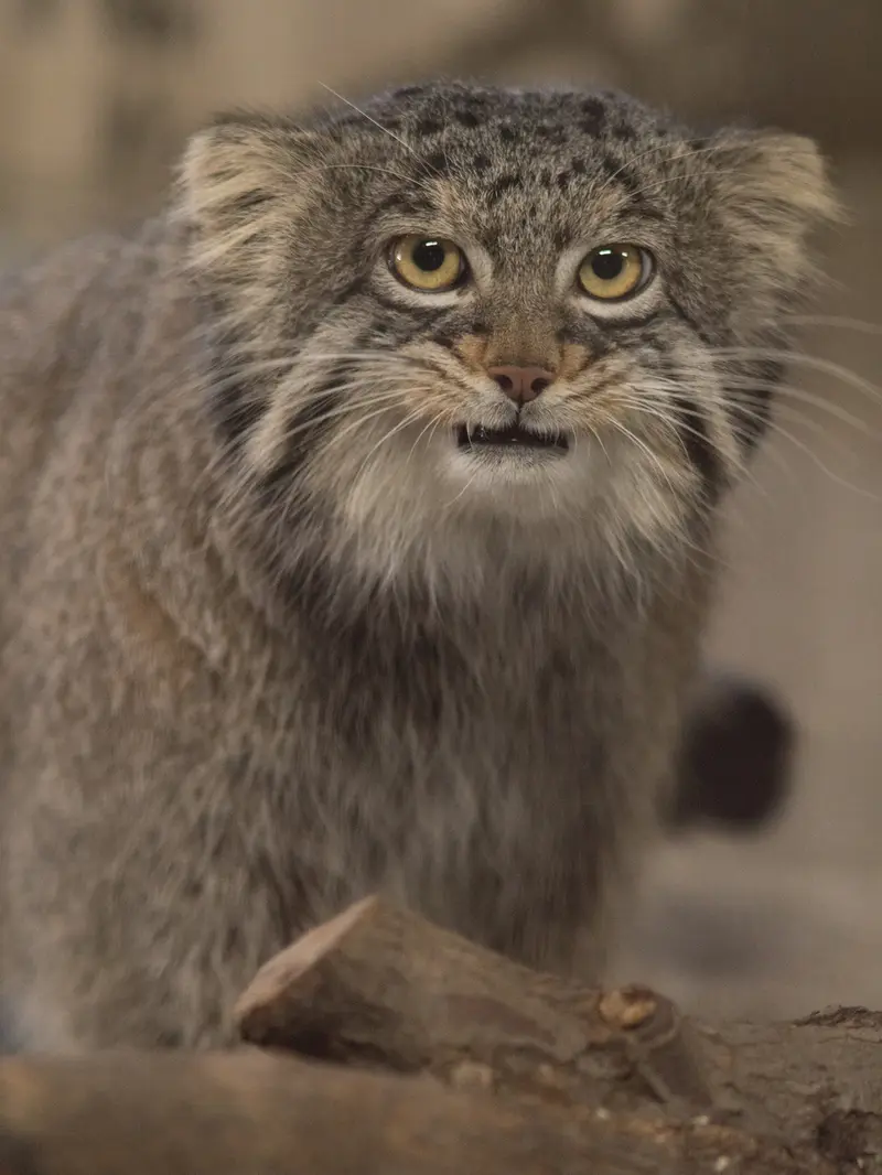 Фотография Фиги в Зоопарке Ногеяме