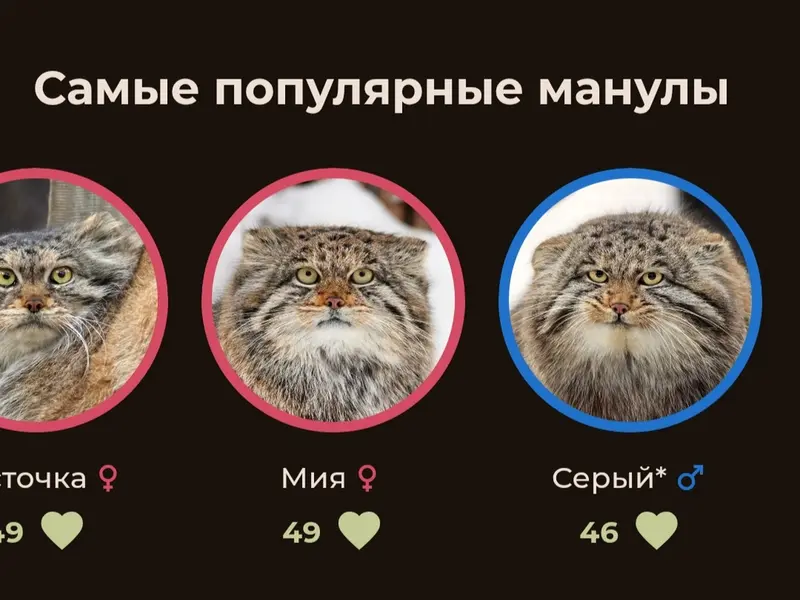 Фотография с манулом