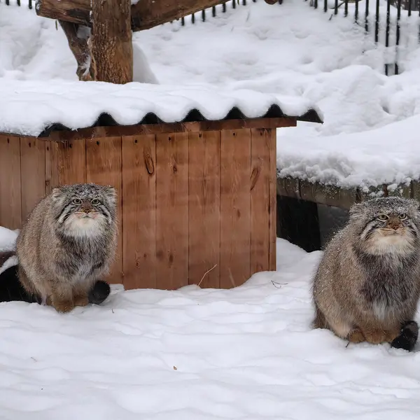 Фотография Евчика 2024 Г.р. Ⅱ в Новосибирском Зоопарке