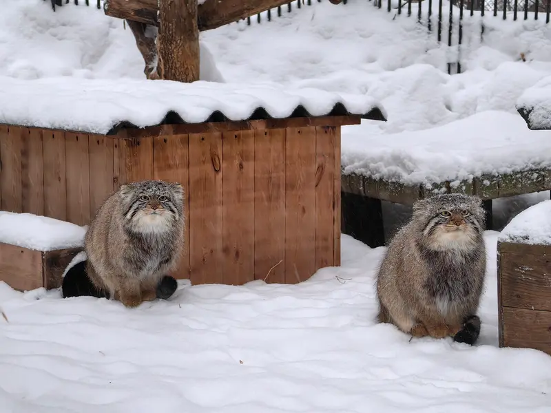 Фотография Евчика 2024 Г.р. Ⅱ и Евчика 2024 Г.р. Ⅳ в Новосибирском Зоопарке